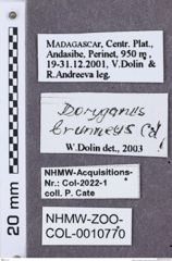 Etikette zu Dorygonus incertae sedis brunneus (NHMW-ZOO-COL-0010770)